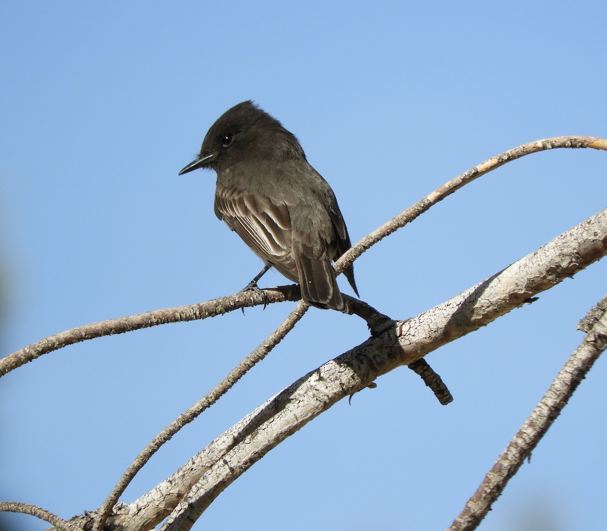 Black Phoebe - ML312552161