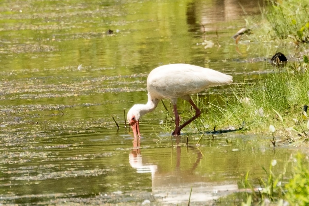 White Ibis - ML31255321