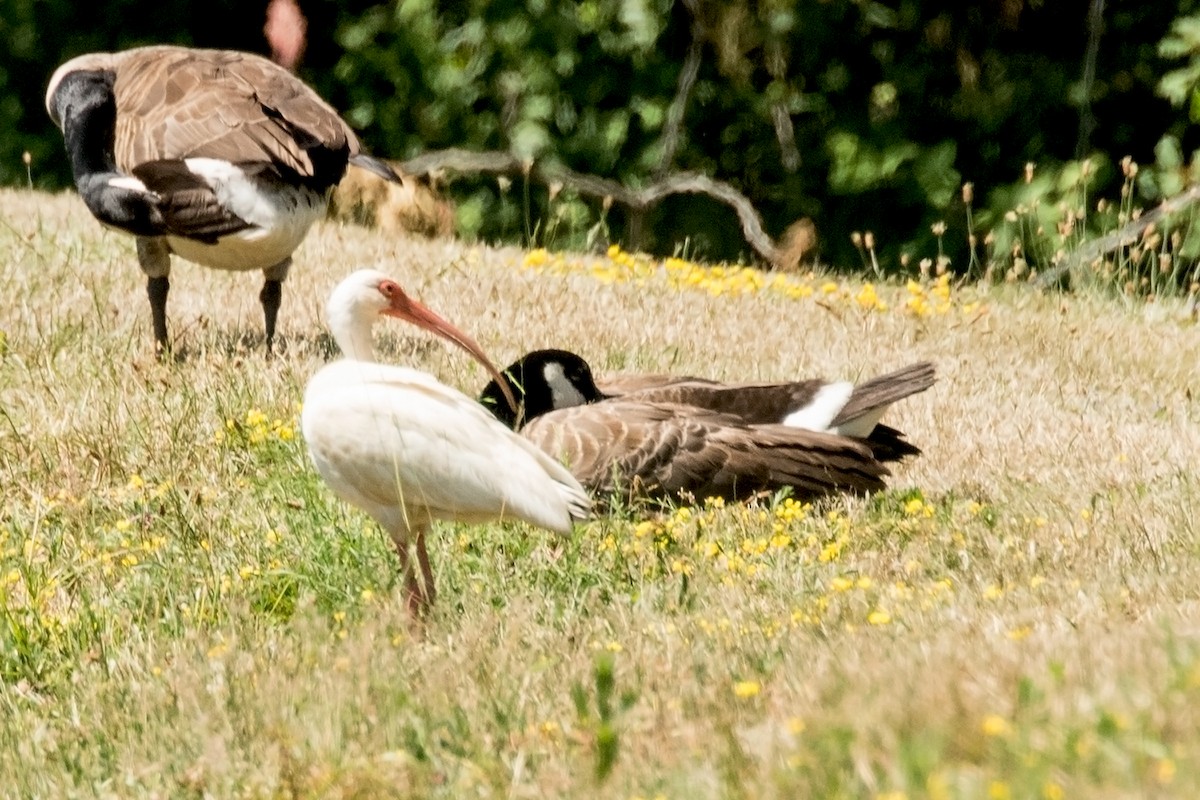 White Ibis - ML31255331