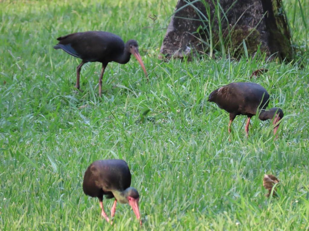 Ibis Afeitado - ML312554631