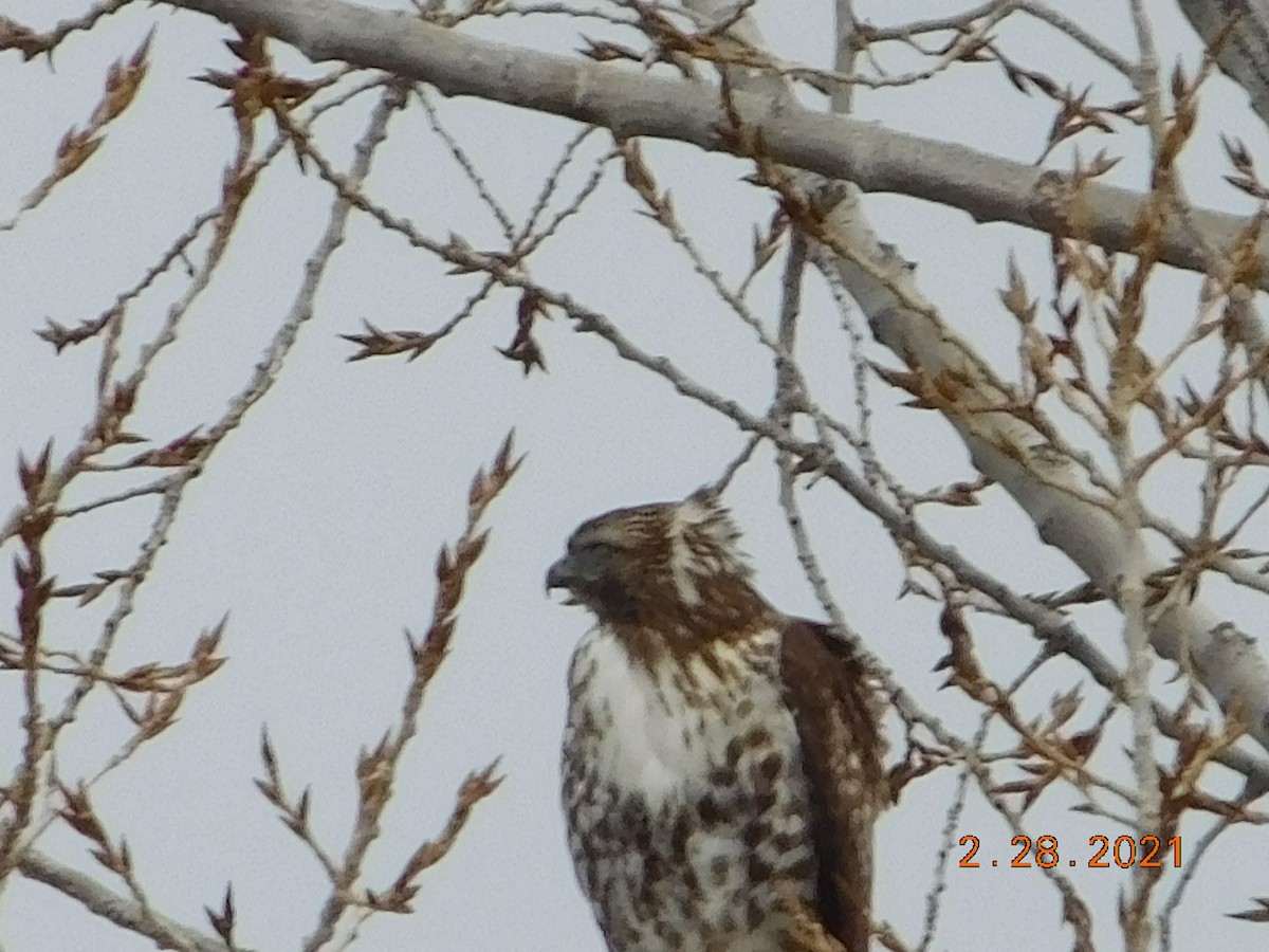 Red-tailed Hawk - Wally Tomlinson