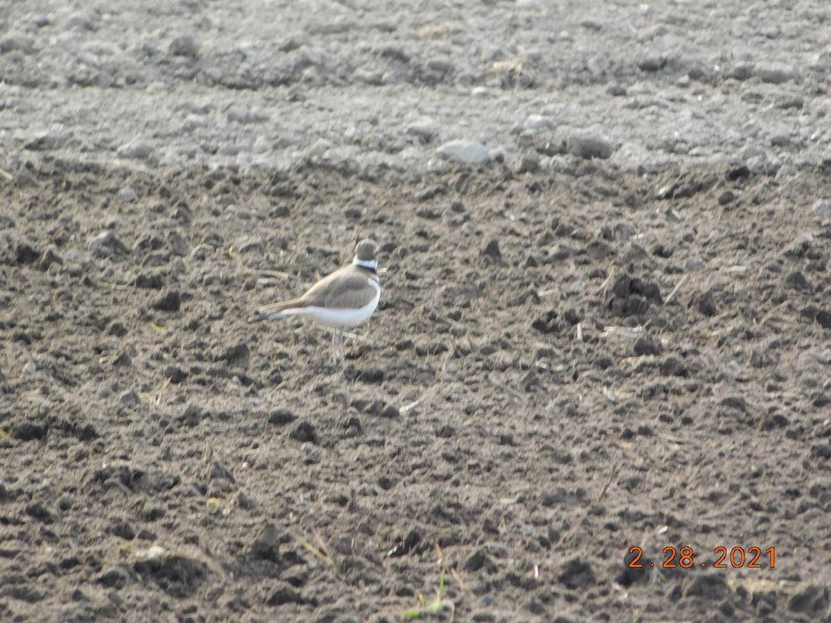 Killdeer - Wally Tomlinson