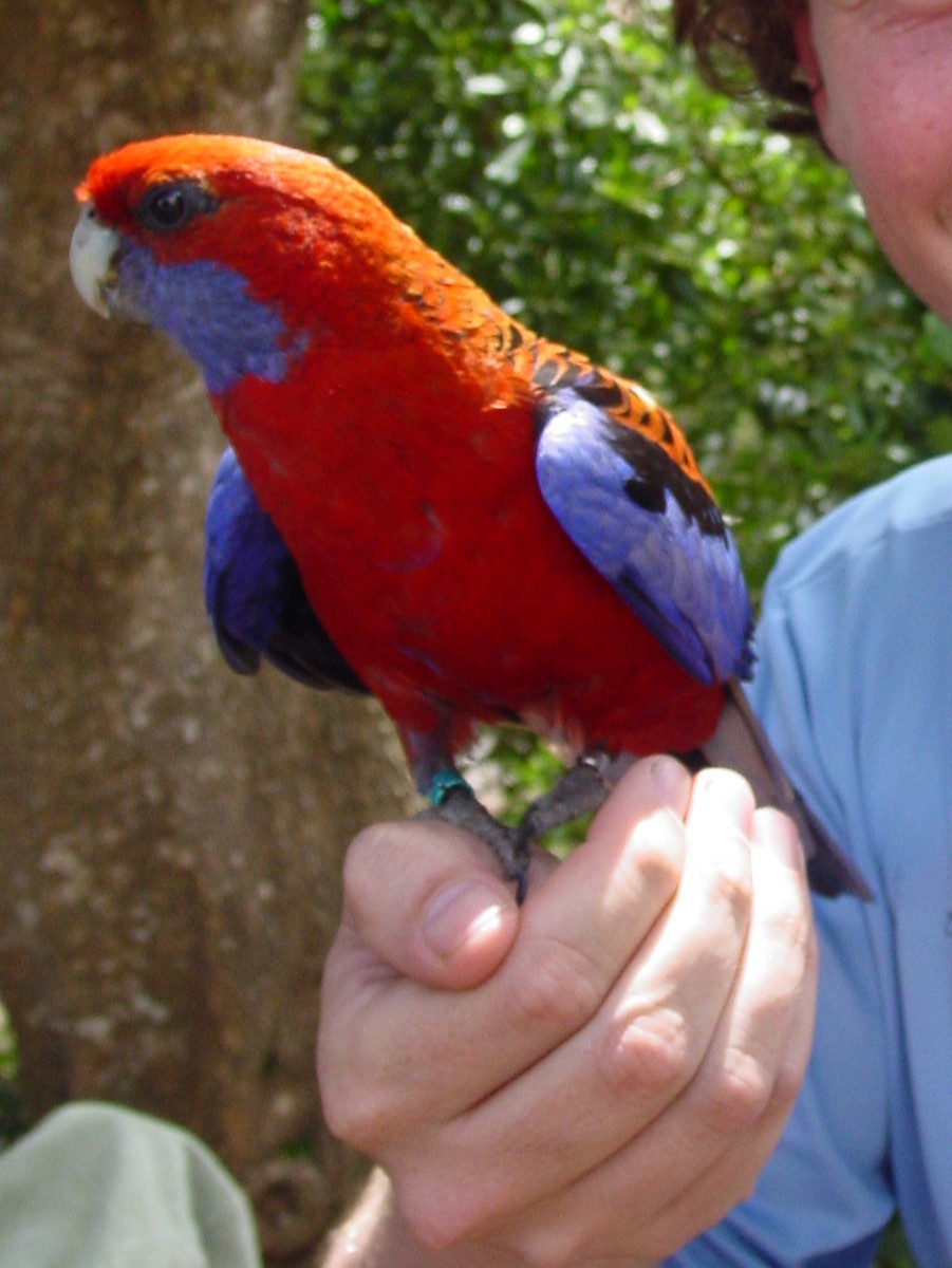 Crimson Rosella - ML312555551