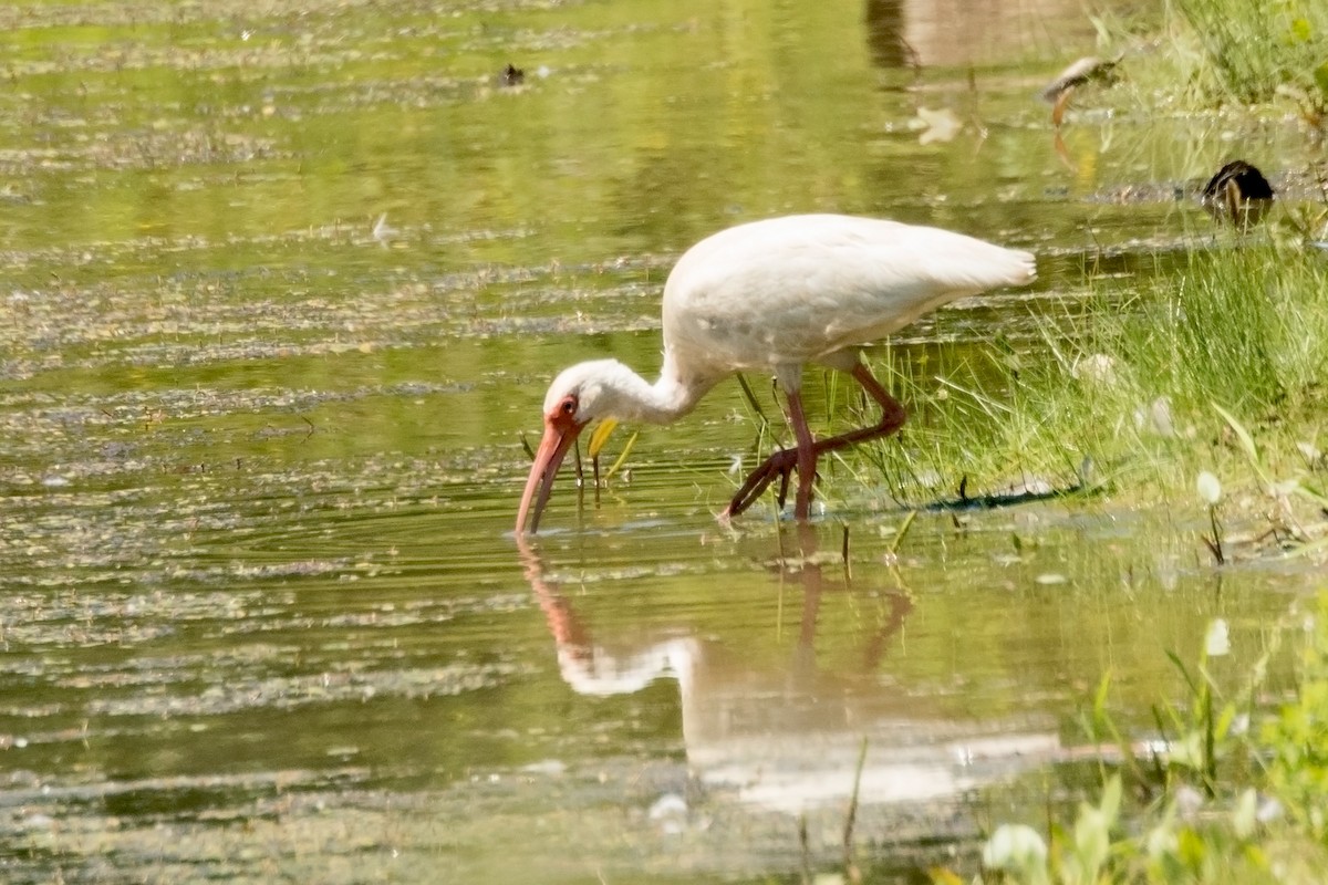 White Ibis - ML31255661