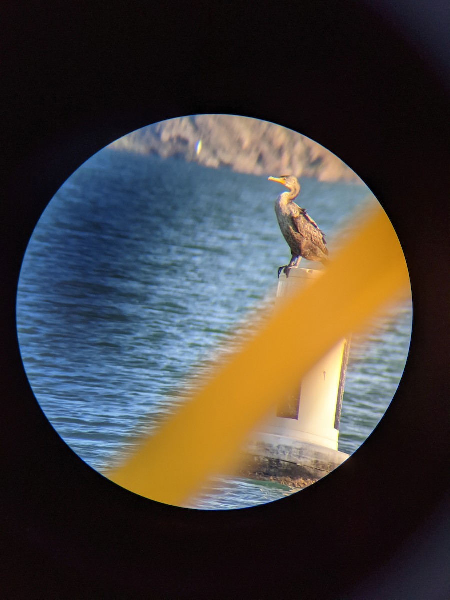 Double-crested Cormorant - ML312556821