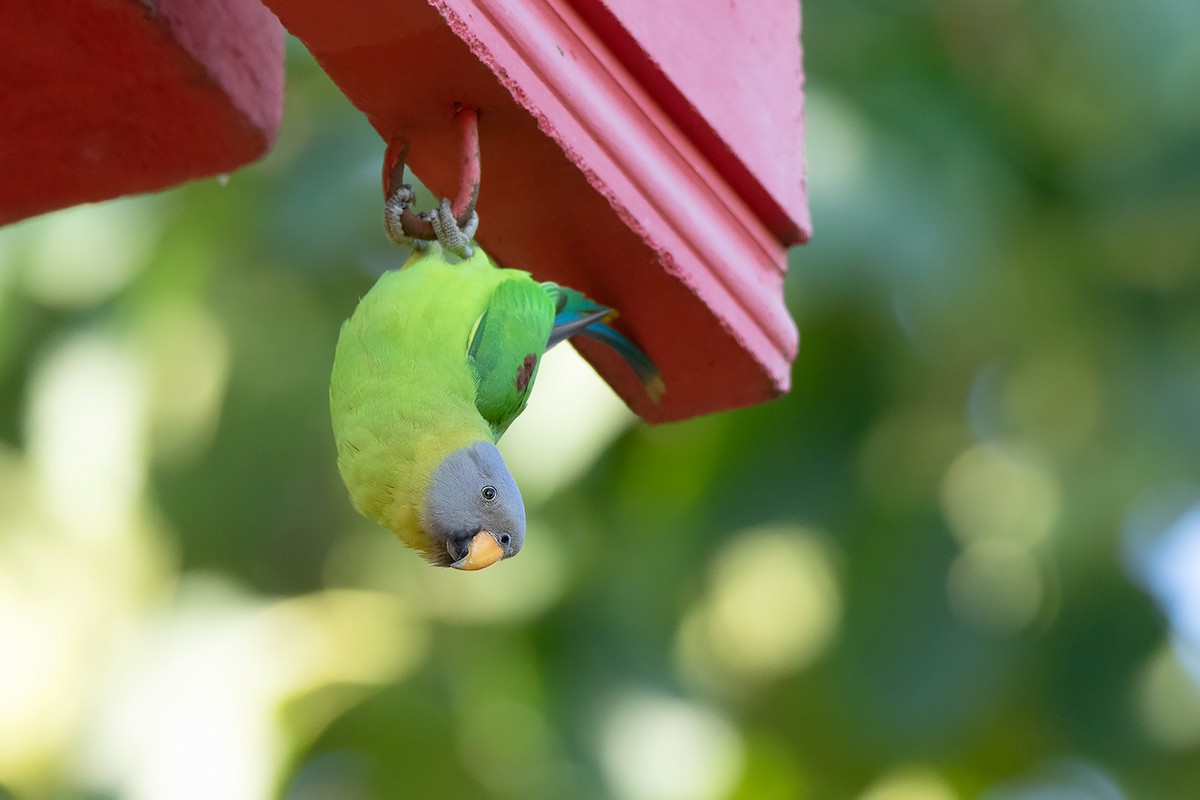 Blossom-headed Parakeet - Ayuwat Jearwattanakanok