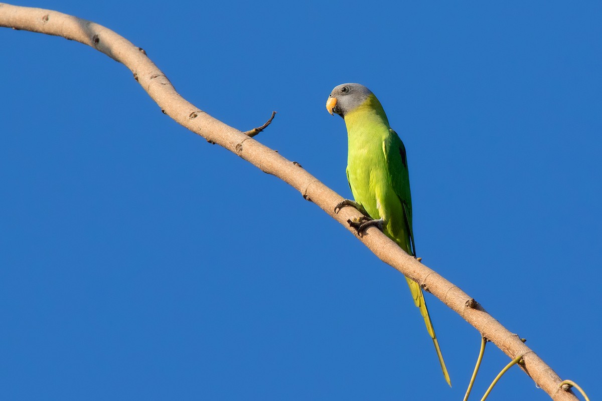 Blossom-headed Parakeet - ML312556891