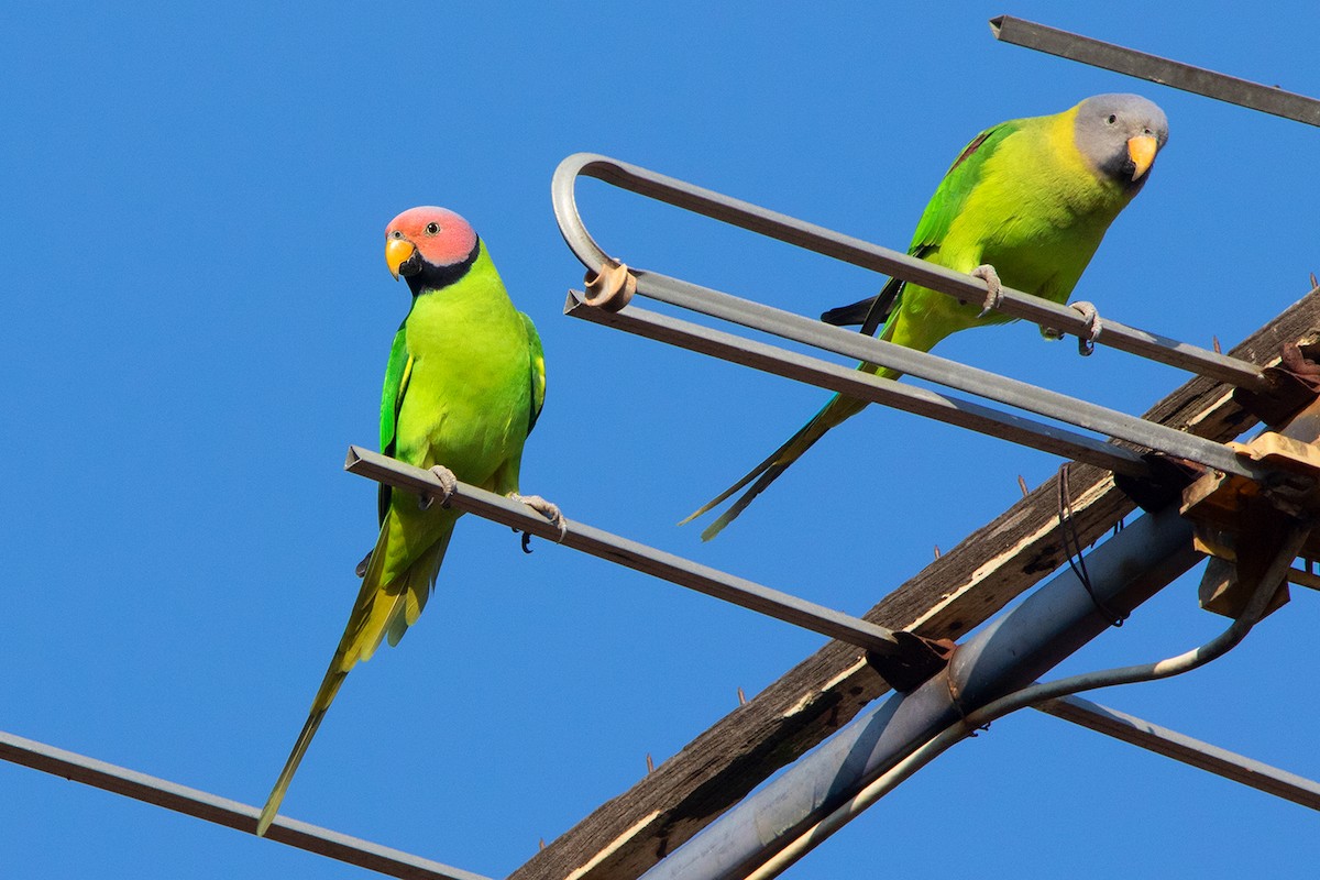 Blossom-headed Parakeet - ML312556931