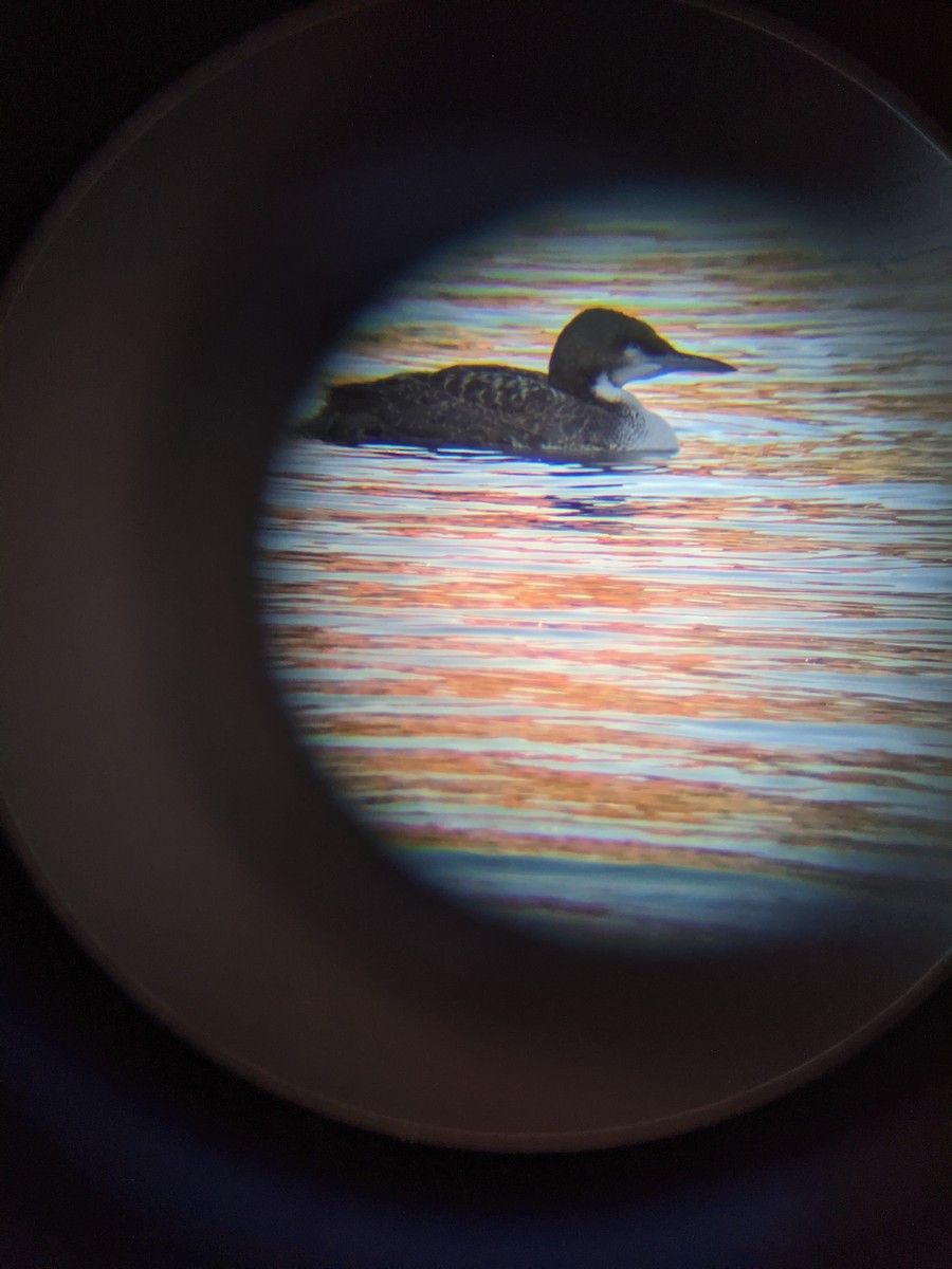 Pacific Loon - ML312557101