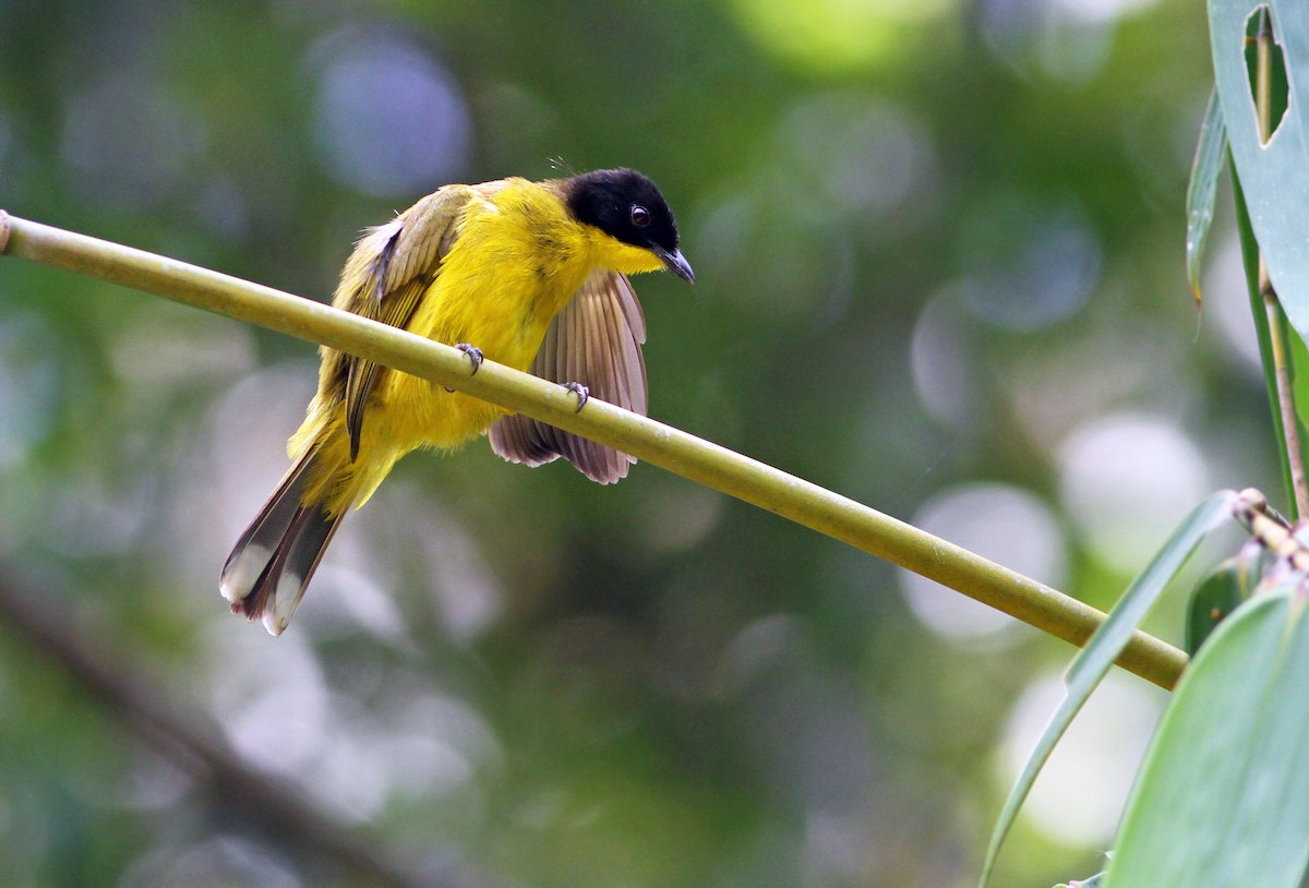 Black-capped Bulbul - ML31255731