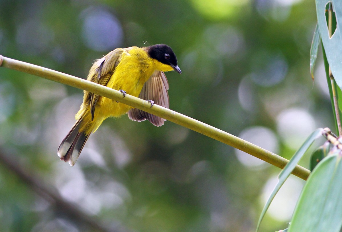 Black-capped Bulbul - Andrew Spencer