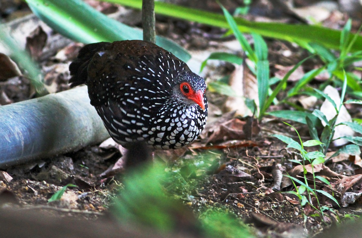 Sri Lanka Spurfowl - ML31255791