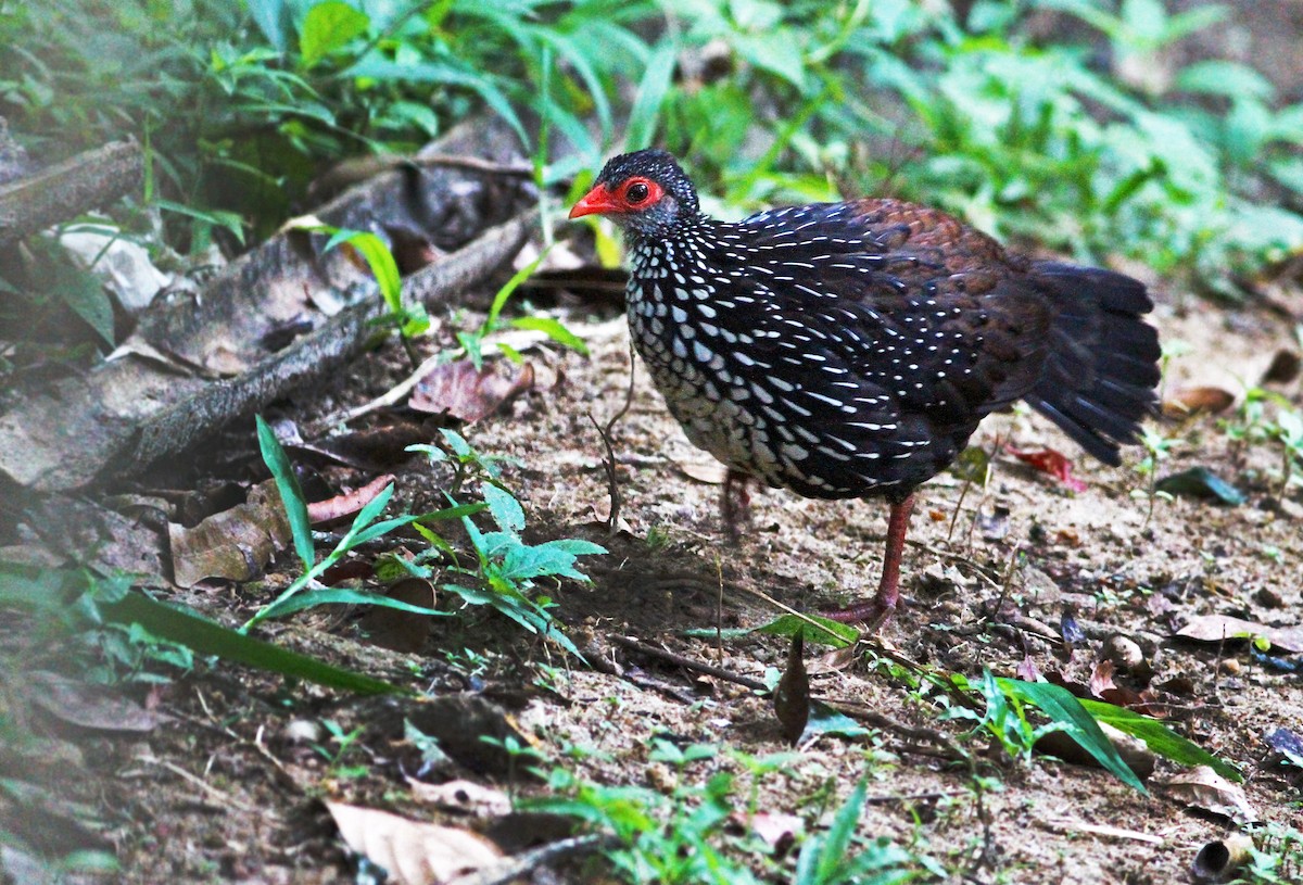 Sri Lanka Spurfowl - ML31255801