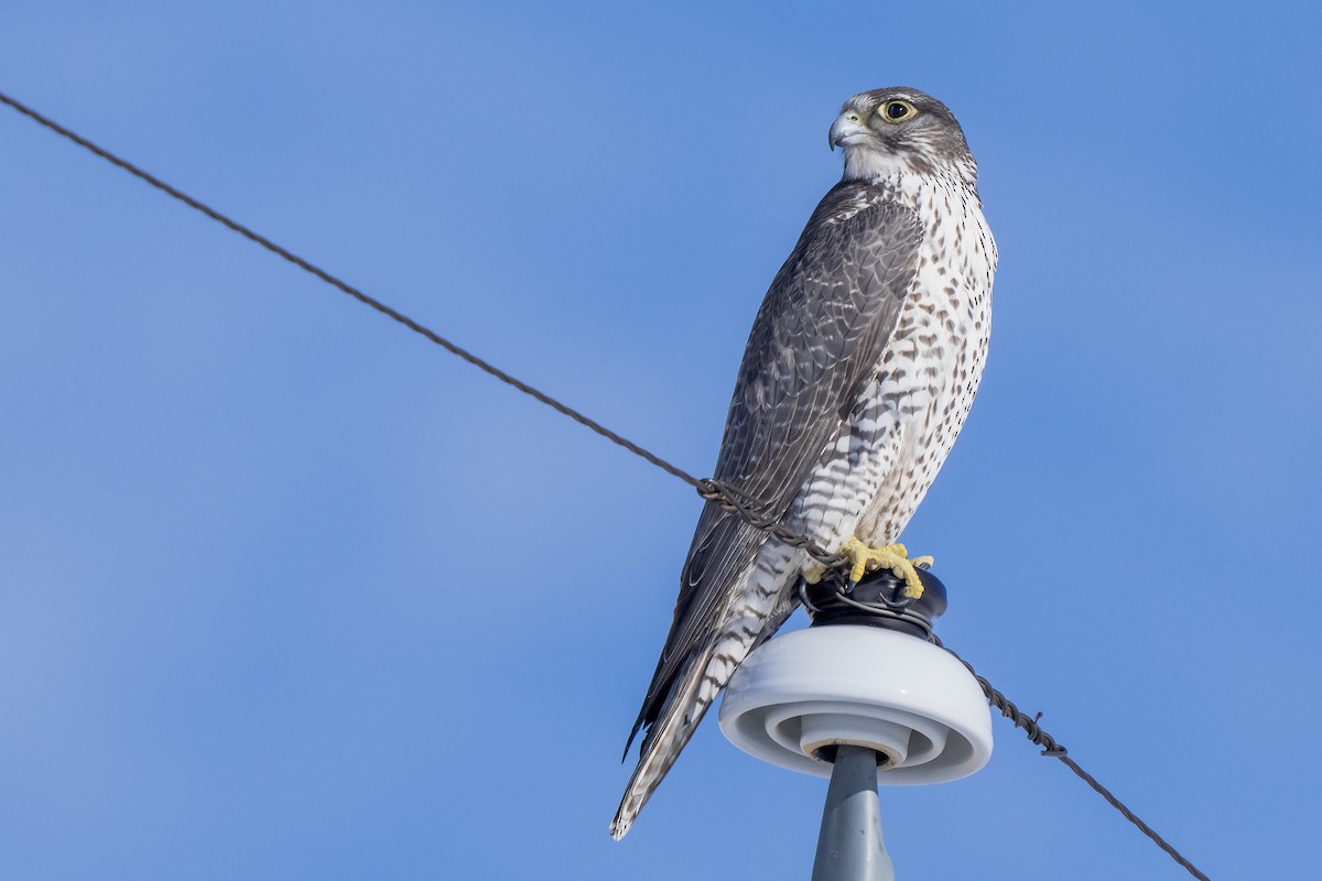 Gerfalke - ML312558791