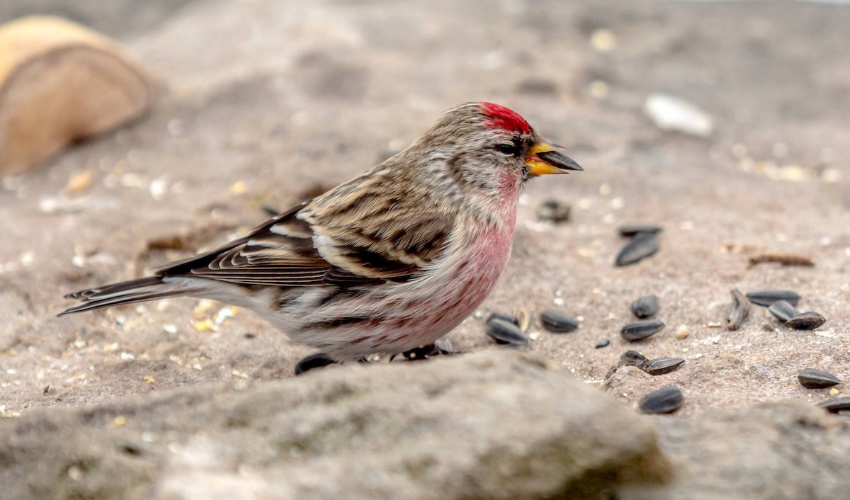 Common Redpoll - ML312561711