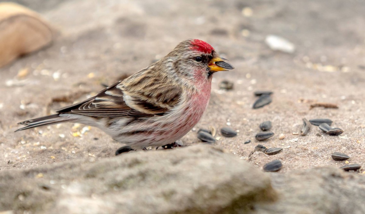 Common Redpoll - ML312561721