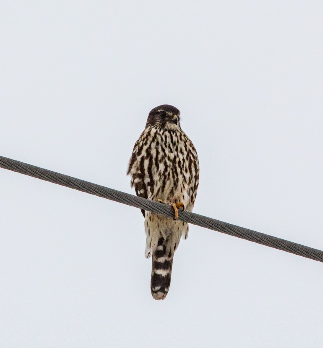 Merlin - ML312564291