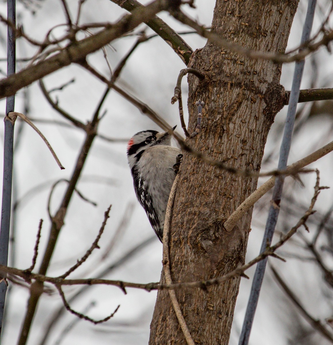 Downy Woodpecker - ML312564481
