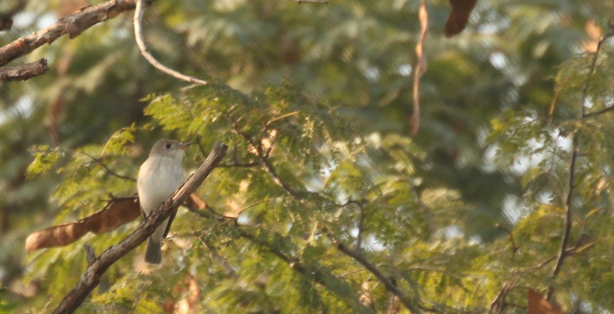 Asian Brown Flycatcher - ML312566931