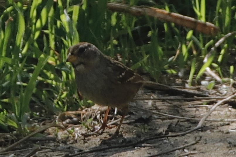 White-crowned Sparrow (Yellow-billed) - ML312568351