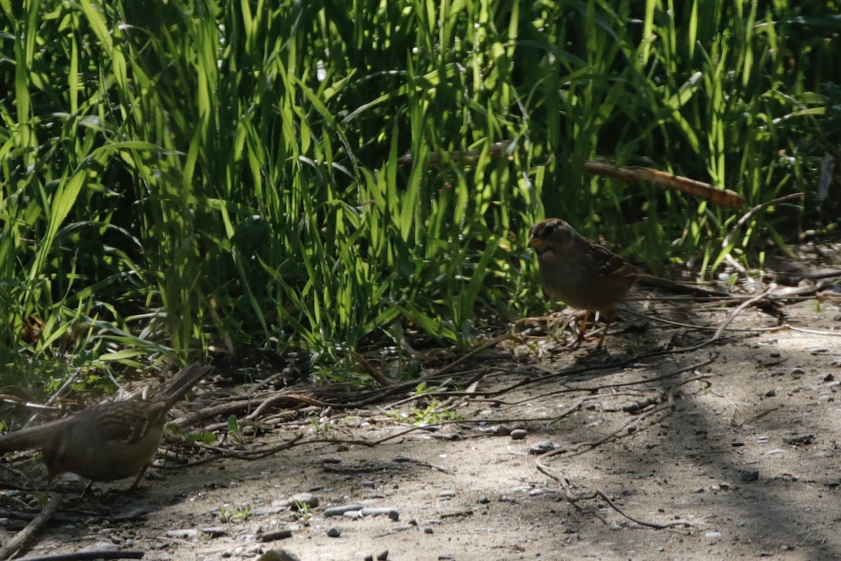 White-crowned Sparrow (Yellow-billed) - ML312568421