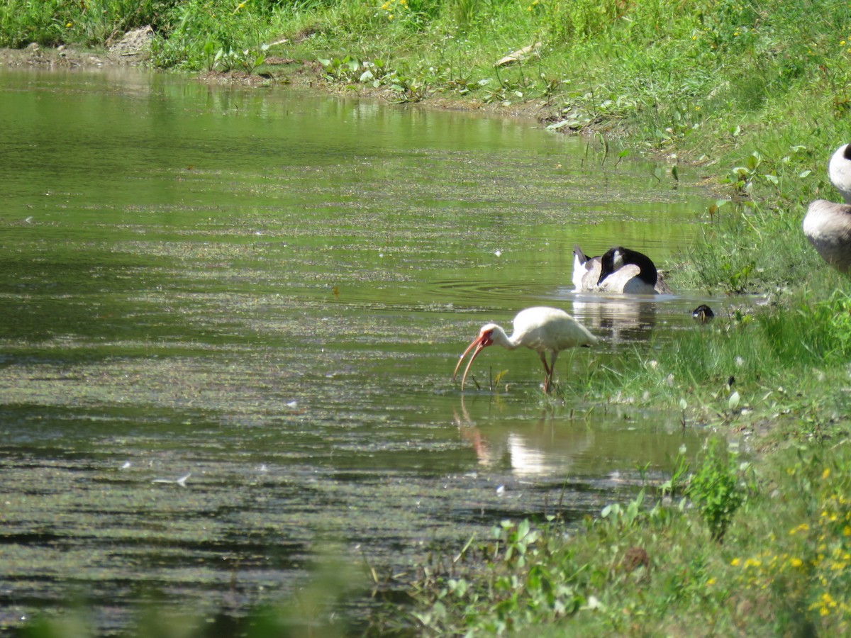 White Ibis - ML31256961