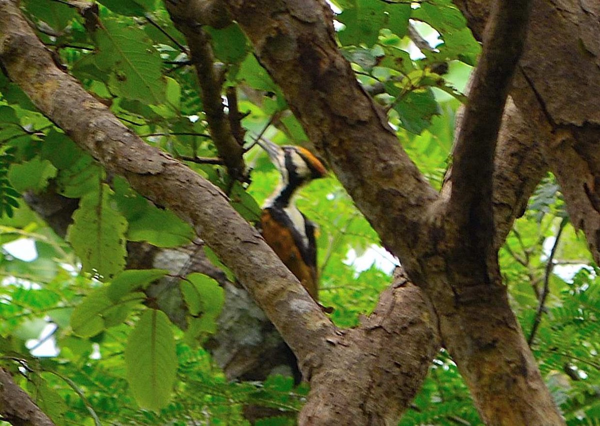 White-naped Woodpecker - ML31257201