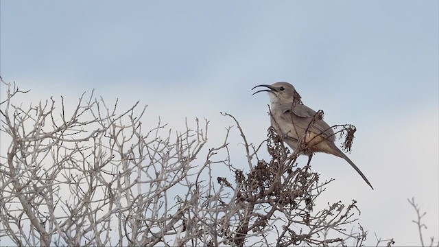 サボテンムジツグミモドキ（arenicola） - ML312573031