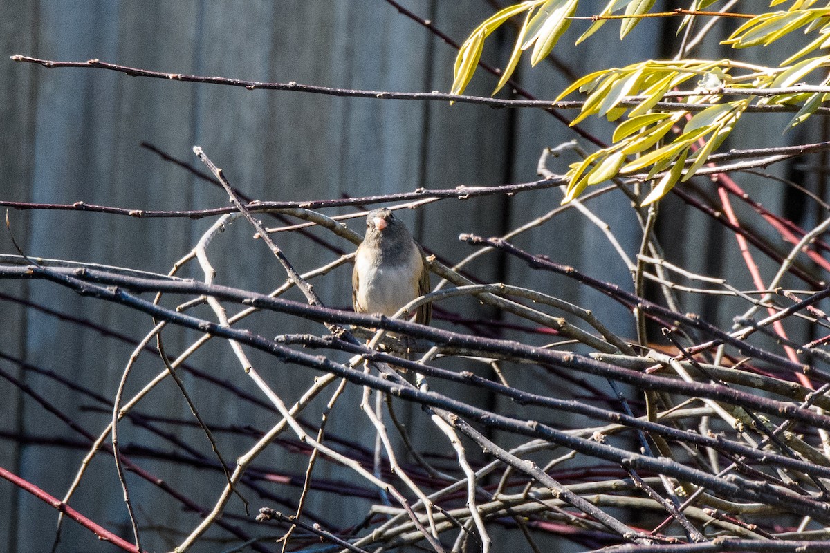 Dark-eyed Junco - ML312577041