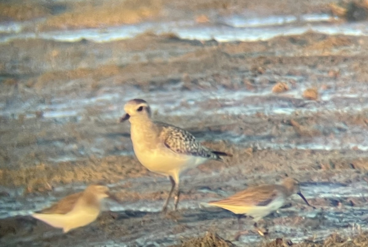 Black-bellied Plover - ML312578111