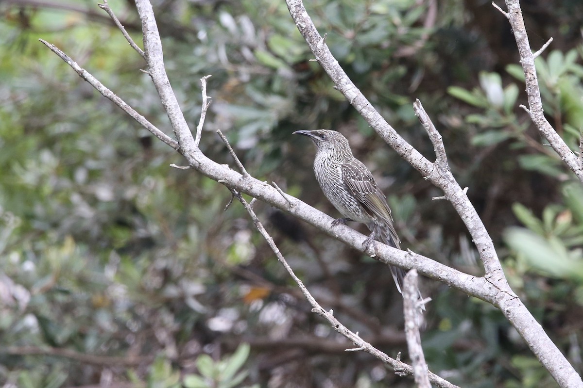 Little Wattlebird - ML312579051