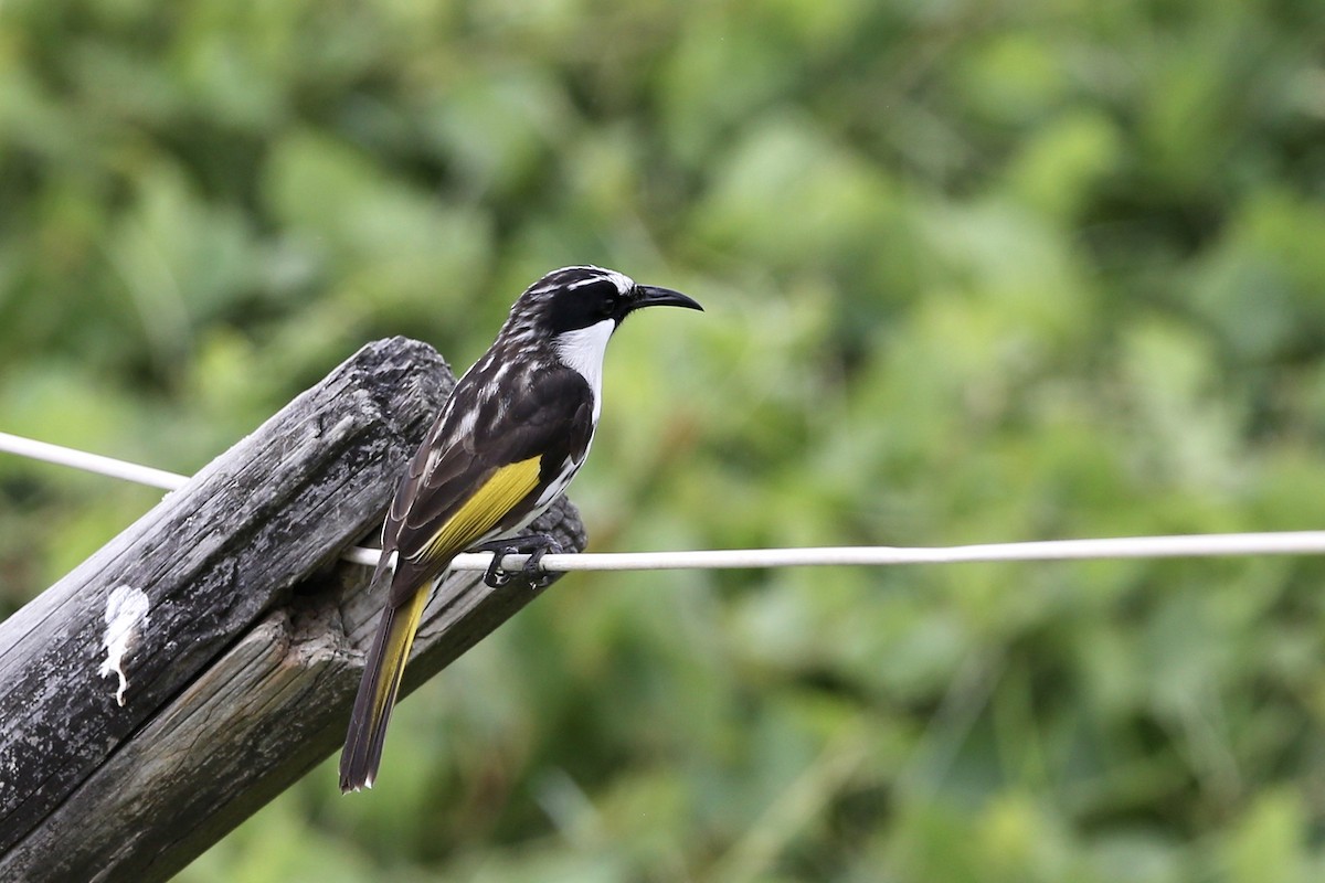 White-cheeked Honeyeater - parrish evans