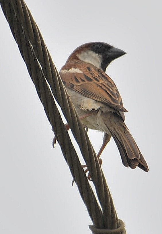 House Sparrow - Govindarajan Raghavan