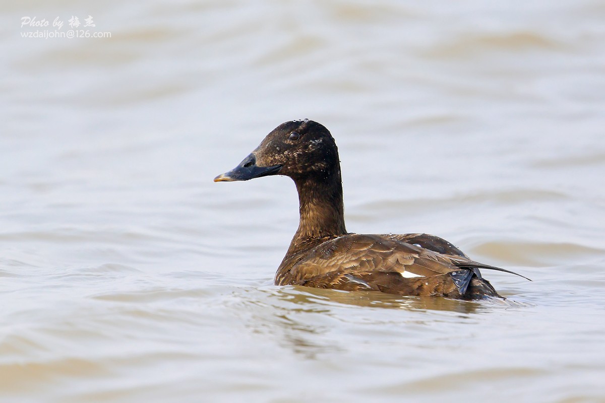 Stejneger's Scoter - ML312581371