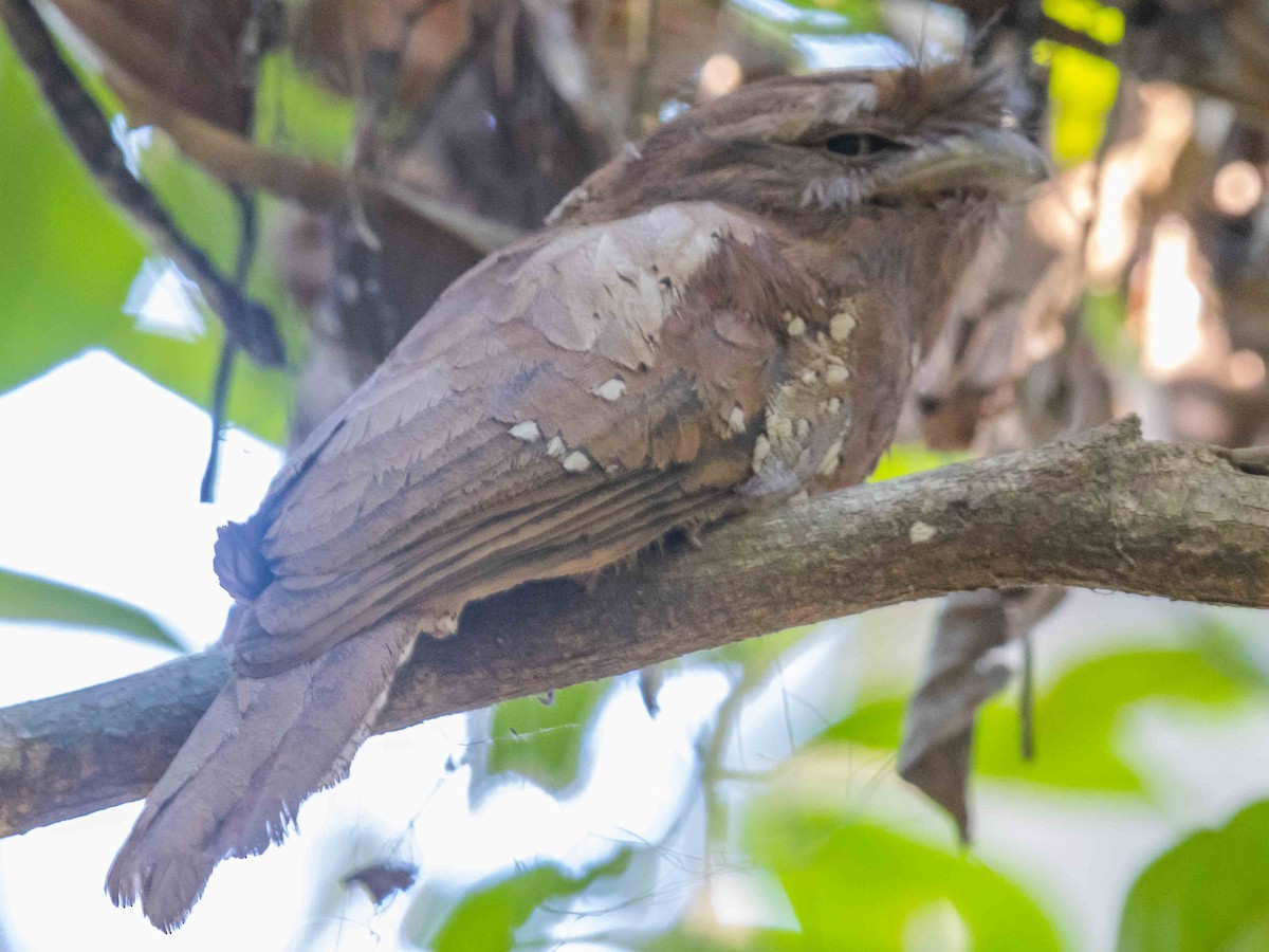 Sri Lanka Frogmouth - Parthasarathy Gopalan