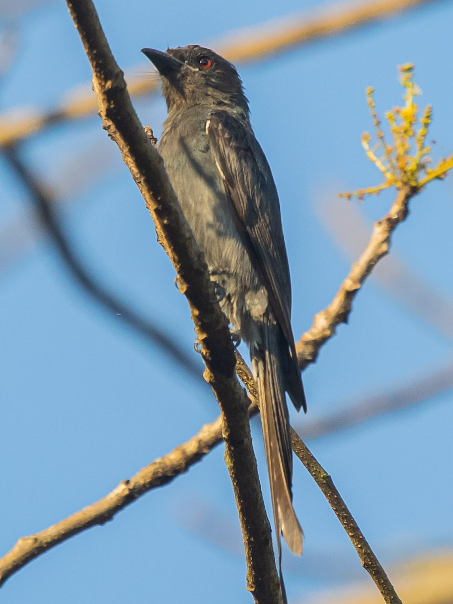 Drongo cendré - ML312582421
