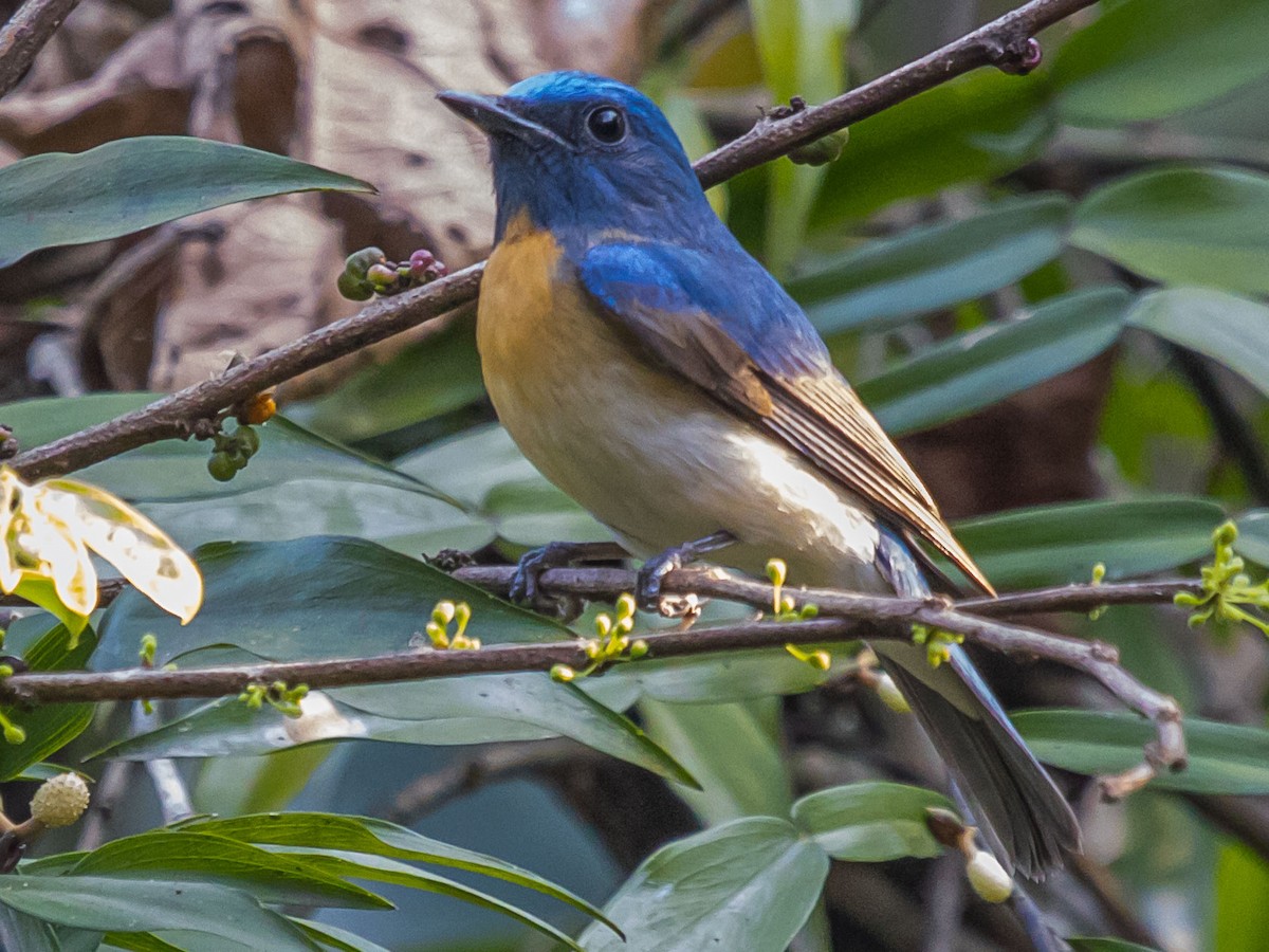 Blue-throated Flycatcher - ML312582811