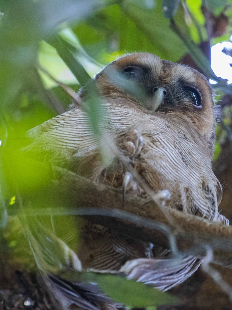 Brown Wood-Owl - Parthasarathy Gopalan