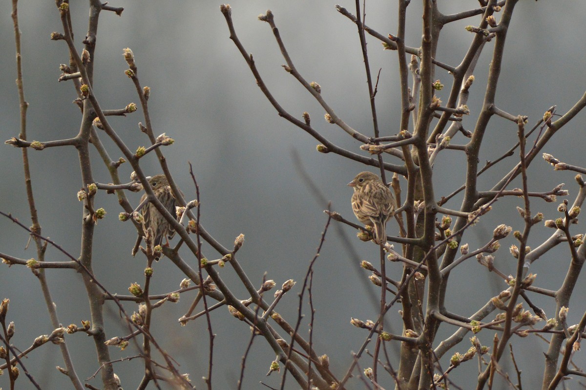 Vesper Sparrow - ML312584241