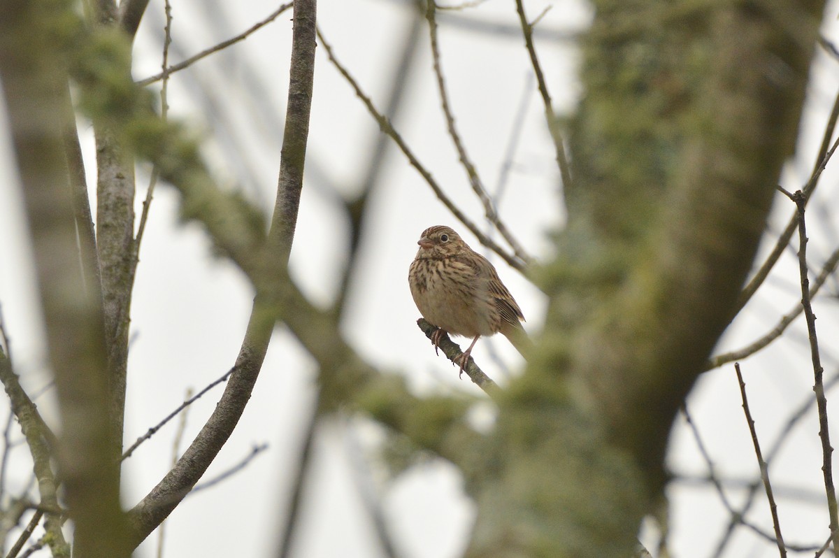 オジロヒメドリ - ML312584251