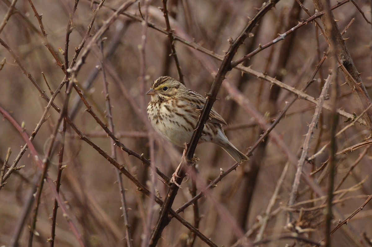 Savannah Sparrow - ML312584261