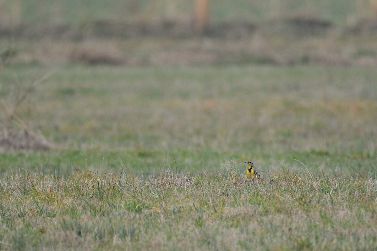 ヒガシマキバドリ - ML312584281