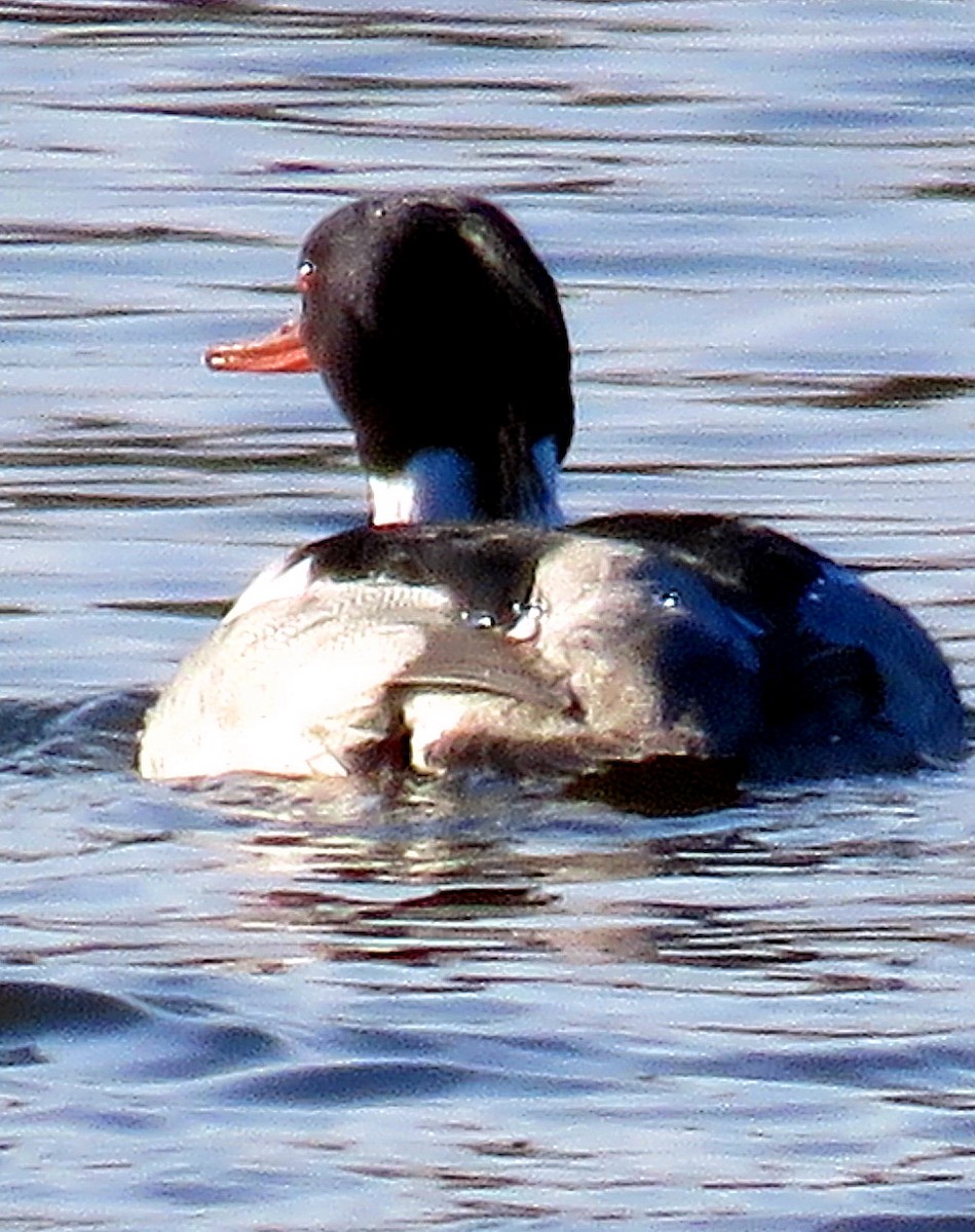 Red-breasted Merganser - ML312585921