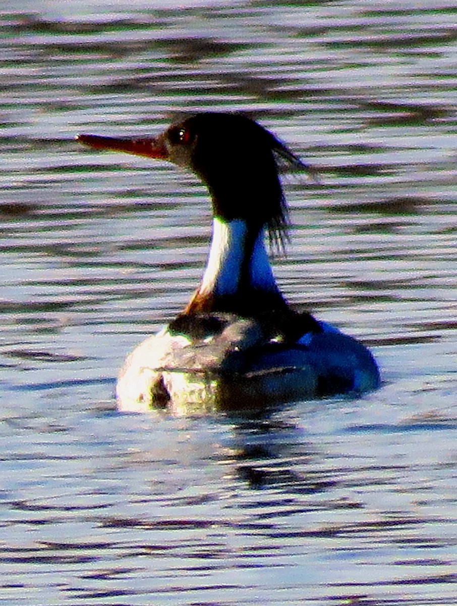 Red-breasted Merganser - ML312585941