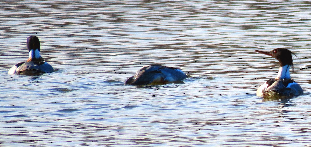 Red-breasted Merganser - ML312585971