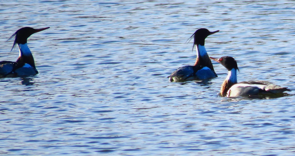 Red-breasted Merganser - ML312585981