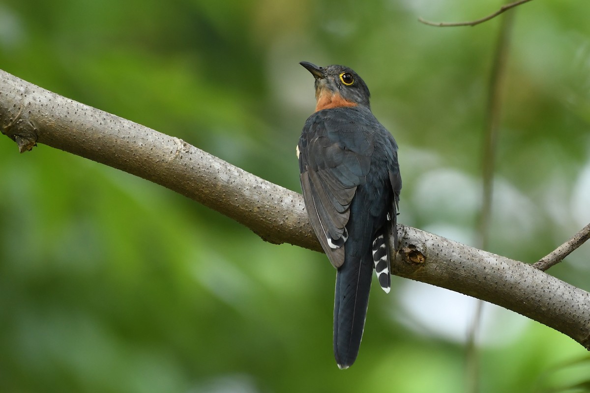 Chestnut-breasted Cuckoo - ML312586561