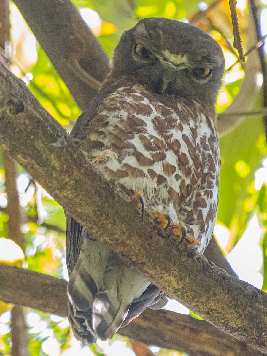 Brown Boobook - ML312588211