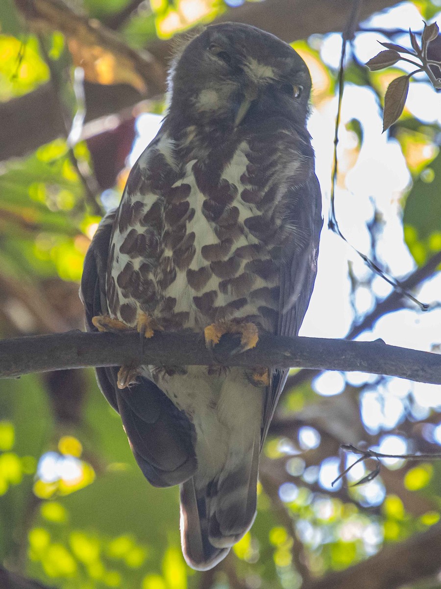 Brown Boobook - ML312588221