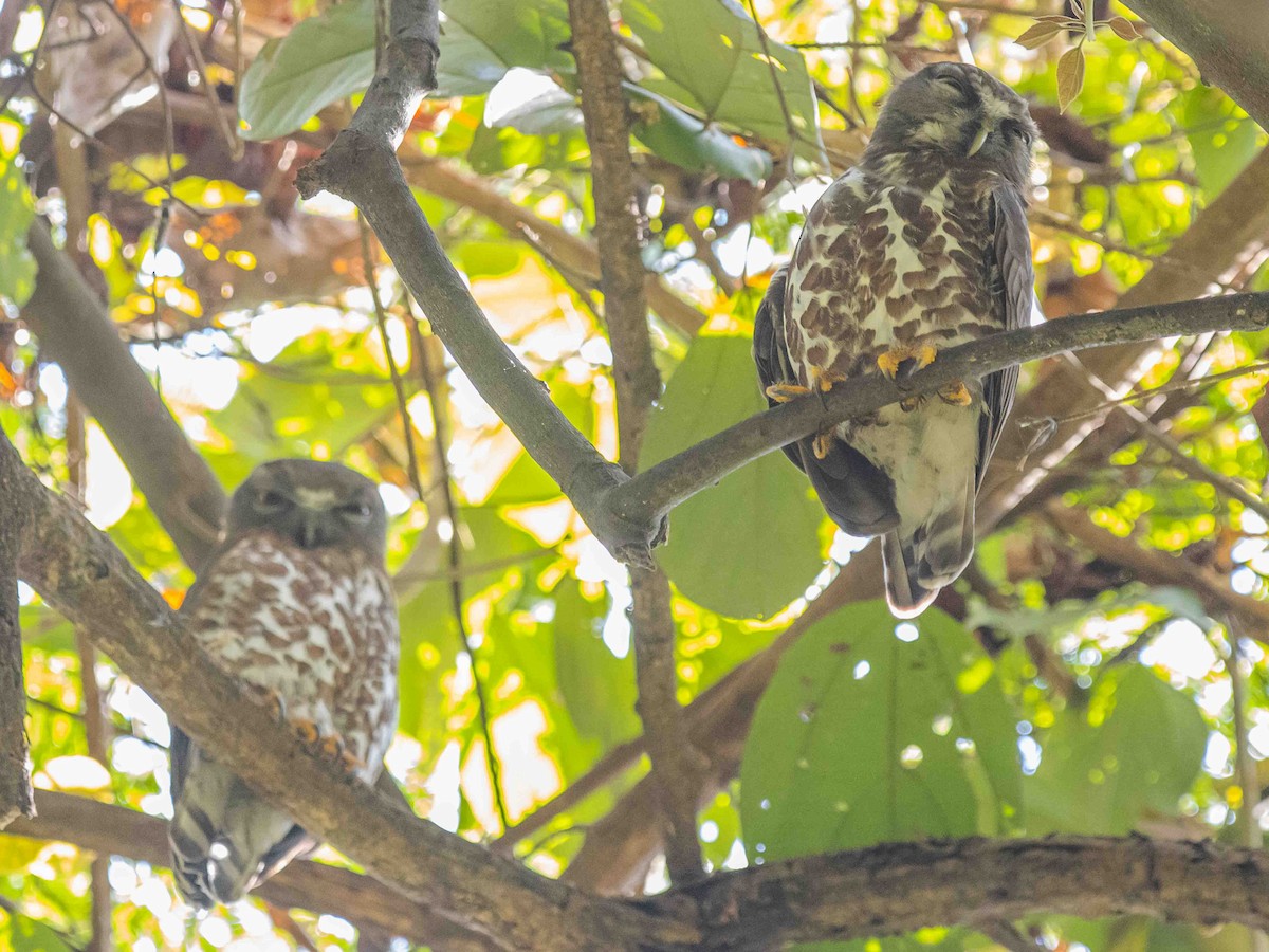 Brown Boobook - ML312588231